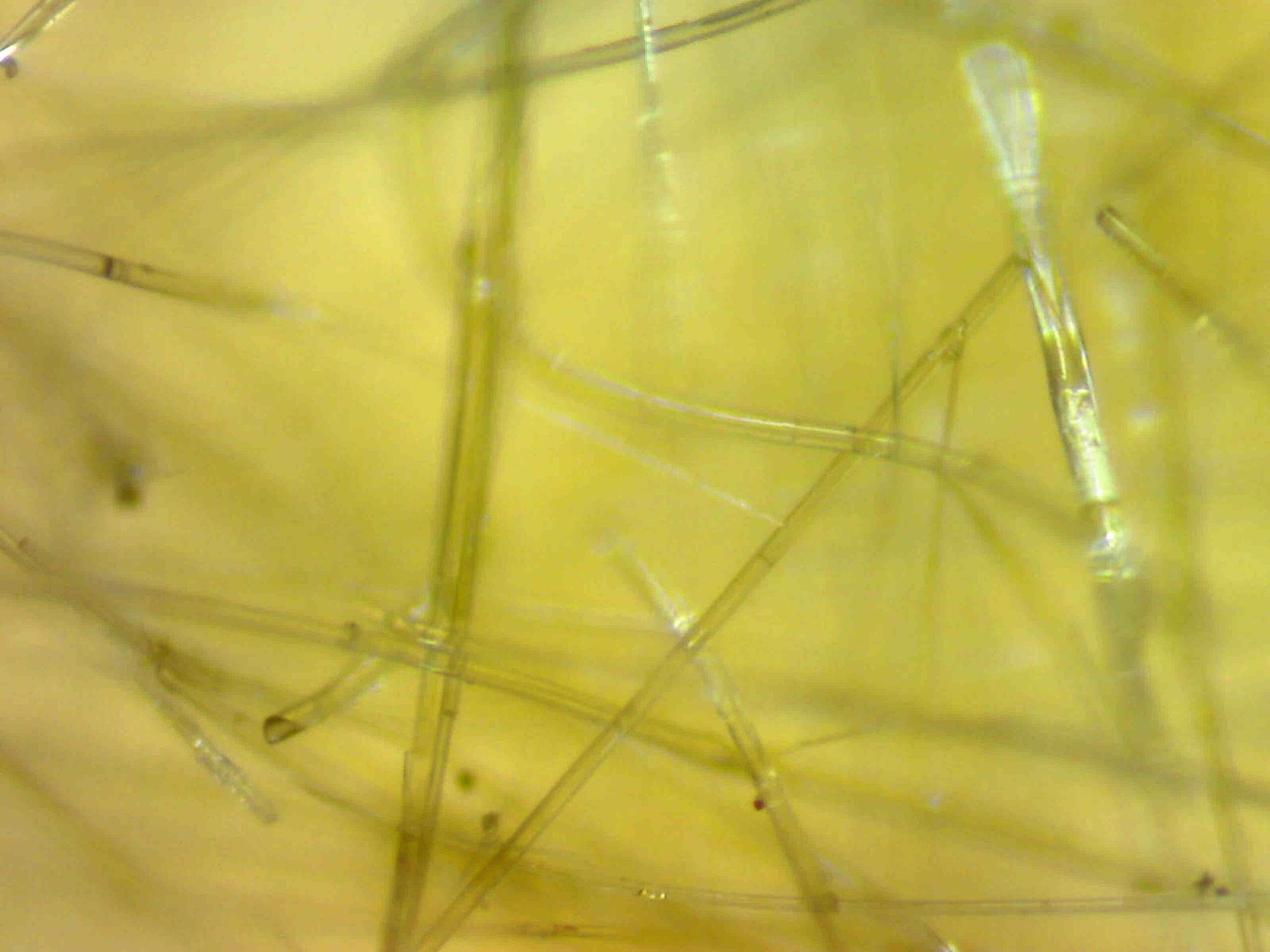 rockwool-close-up-3